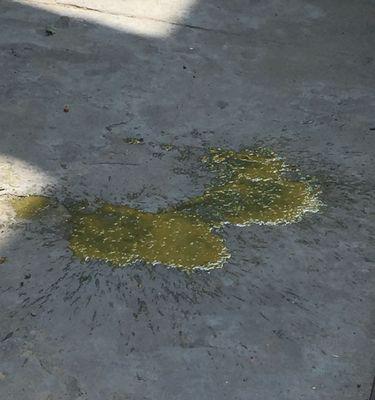 小奶狗拉稀原因及解决方法(图1)