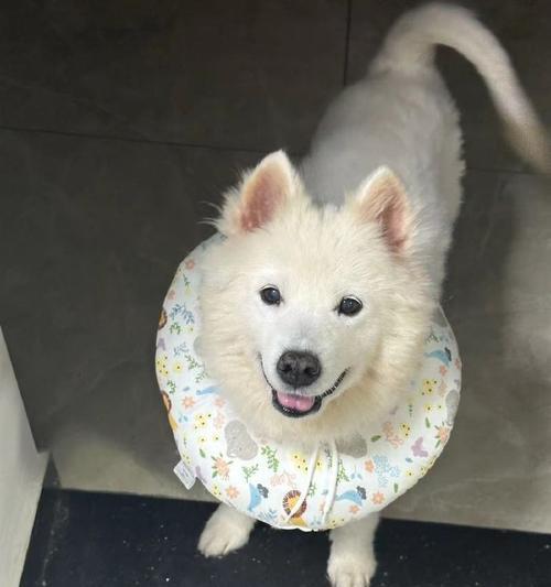 萨摩耶犬毛的15种用途与再利用价值