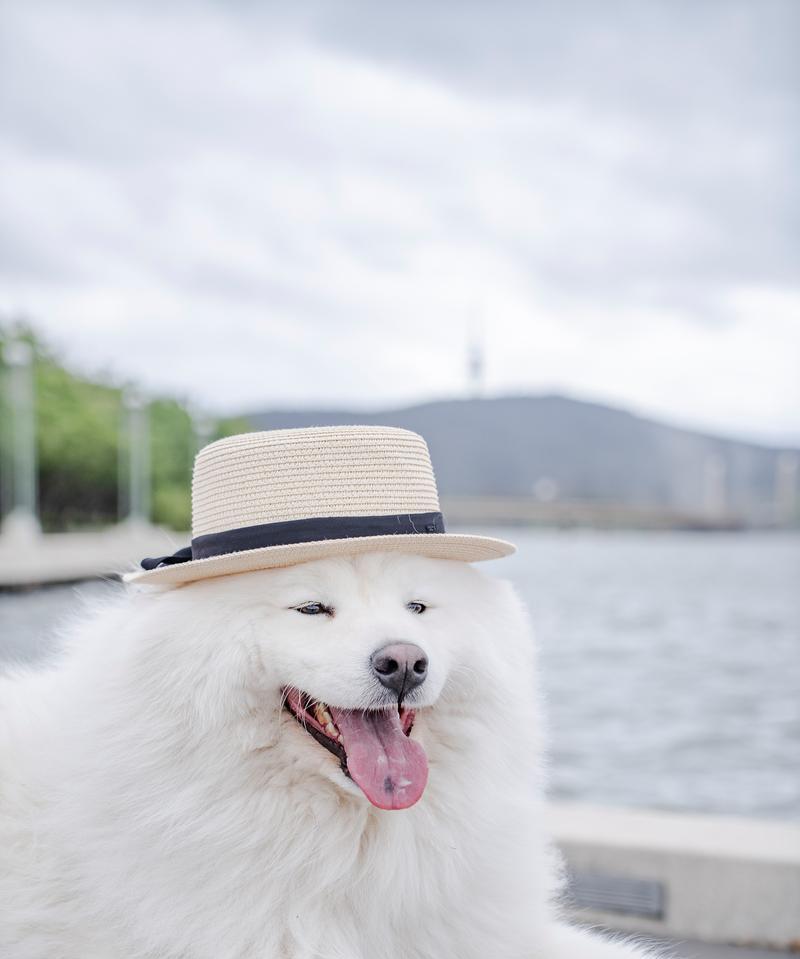 萨摩耶犬毛的15种用途与再利用价值(图2)