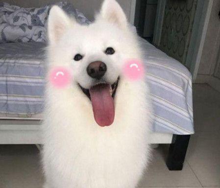 萨摩耶犬毛的15种用途与再利用价值(图3)