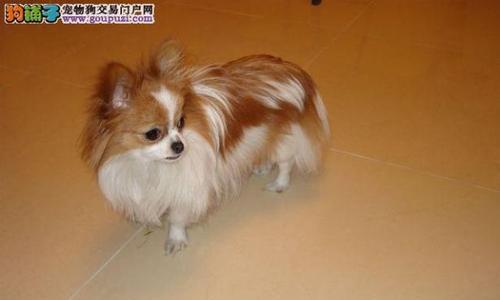 蝴蝶犬：优雅可爱造型的魅力解析(图3)