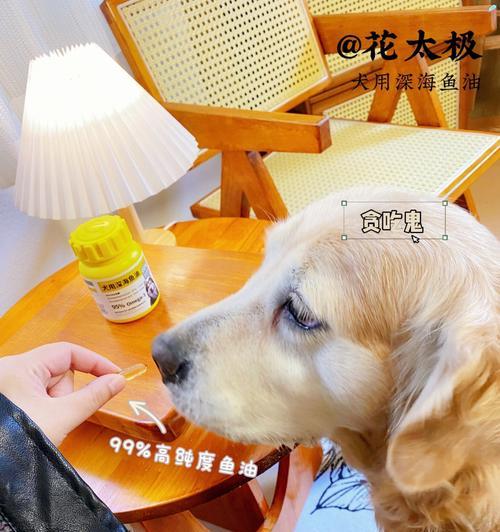 宠物老龄营养补充指南 健康长寿秘诀