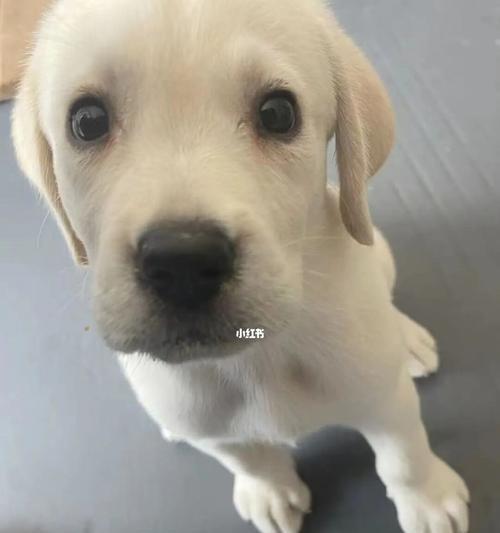 四个月拉布拉多药物指南(图2)