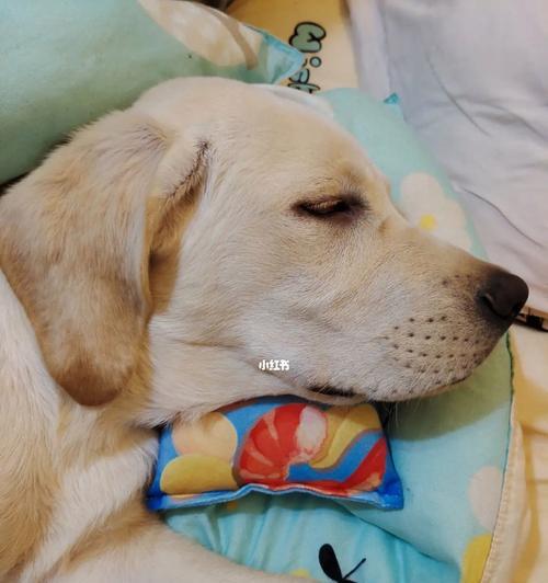 四个月拉布拉多药物指南(图3)