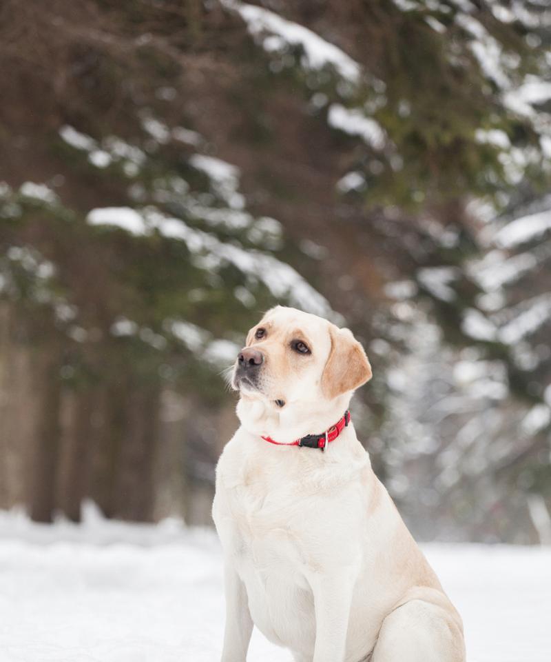 四个月拉布拉多药物指南