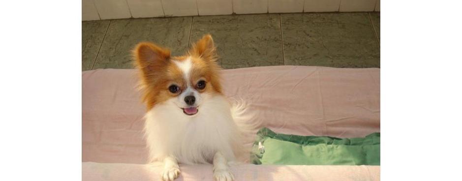 蝴蝶犬：优雅可爱造型的魅力解析