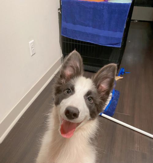 边牧蓝白混血犬种大全：完美配对与独特魅力(图2)