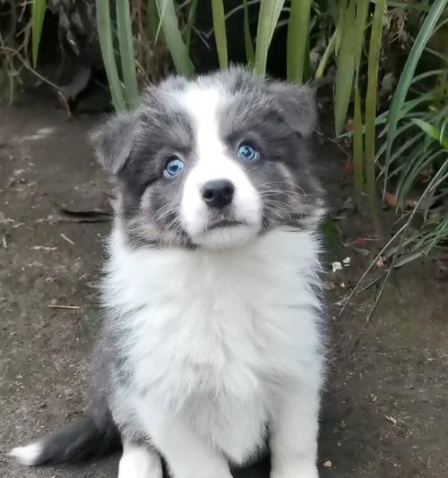 边牧蓝白混血犬种大全：完美配对与独特魅力(图1)