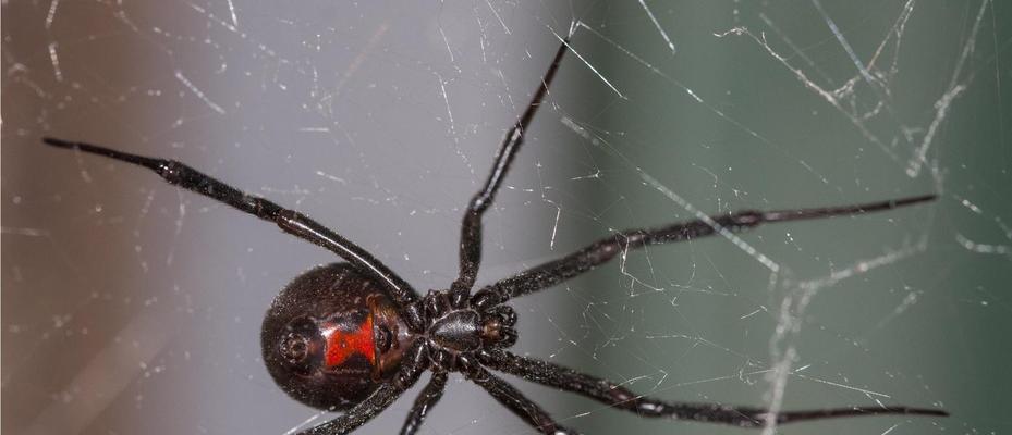 如何成功养殖狼蛛：技巧与特点(图3)