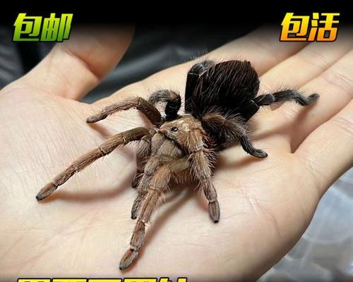 如何成功养殖狼蛛：技巧与特点(图2)