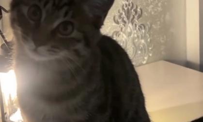 猫咪哼唧原因及应对方法指南(图1)