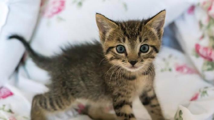 猫咪哼唧原因及应对方法指南(图2)