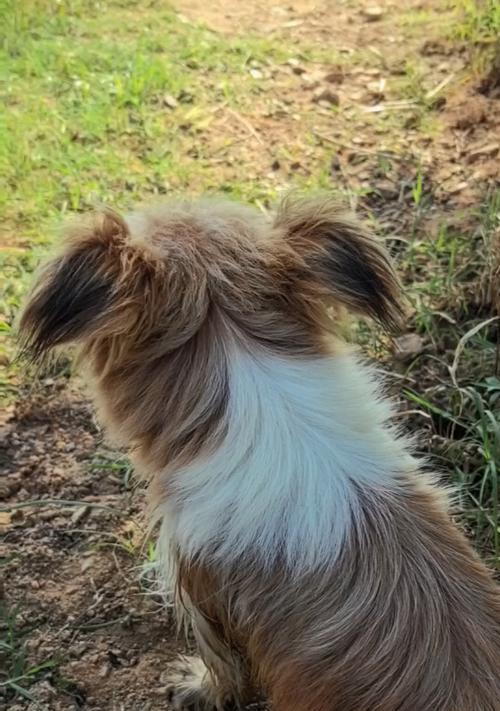 蝴蝶犬：优雅可爱造型的魅力解析(图2)