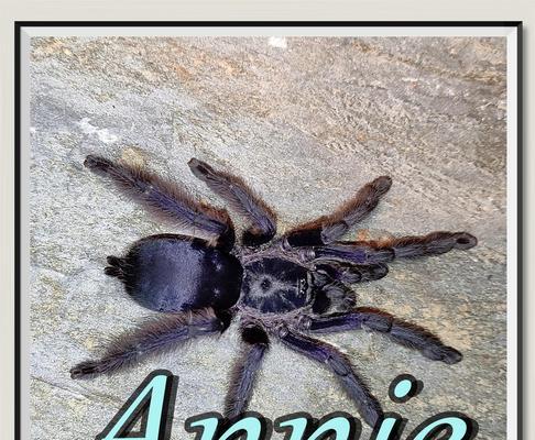 如何成功养殖狼蛛：技巧与特点(图1)