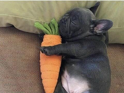 法斗断尾争议与伦理探讨(图1)