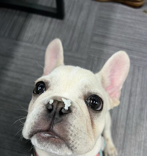 法斗断尾争议与伦理探讨(图3)