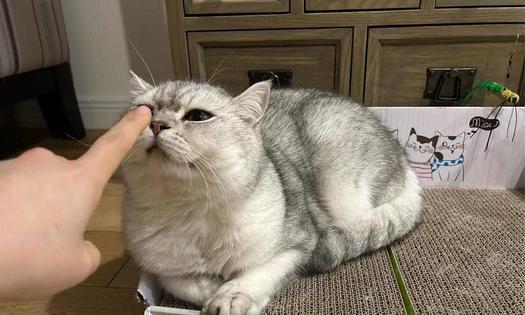 猫咪哼唧原因及应对方法指南(图3)