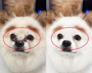 泰迪流眼泪药物治疗全解析(图2)