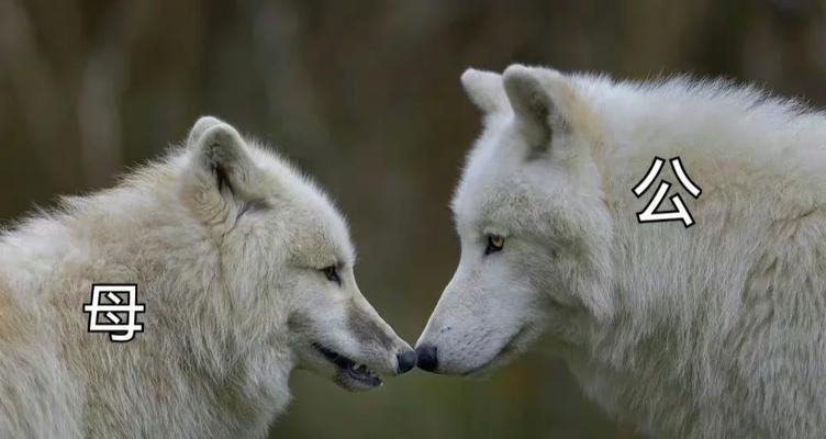 狼狗饮食禁忌大全 宠物主人必看(图2)