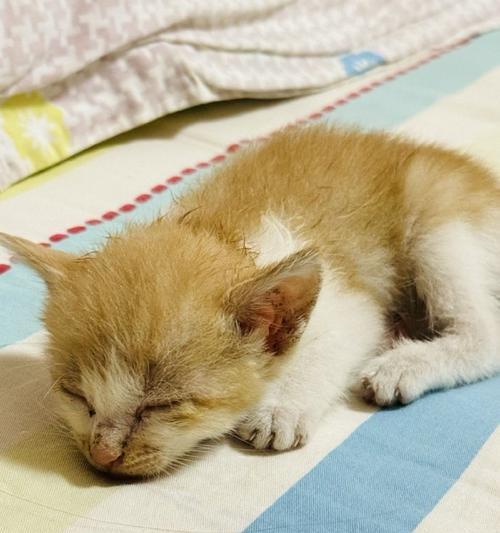 刚满月小猫饮食指南：营养与喂养注意事项