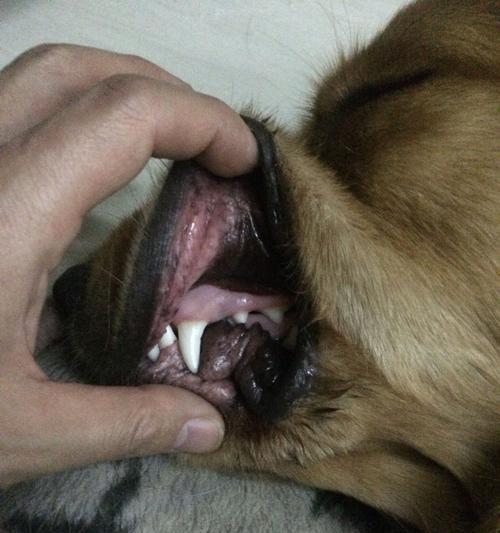 金毛不吃东西呕吐的常见原因及解决方法