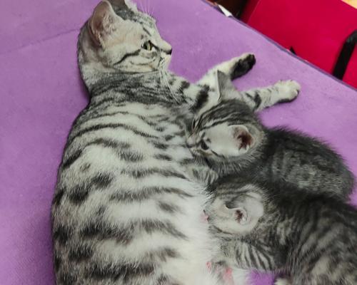 刚满月小猫饮食指南：营养与喂养注意事项(图3)