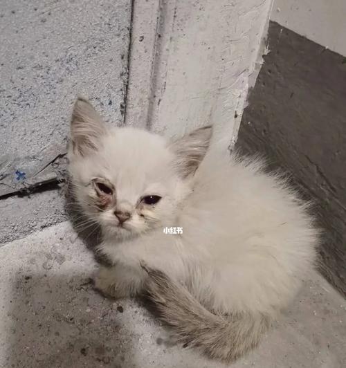 流浪猫品种解析与保护指南(图1)