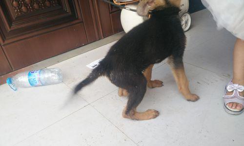 狼狗饮食禁忌大全 宠物主人必看