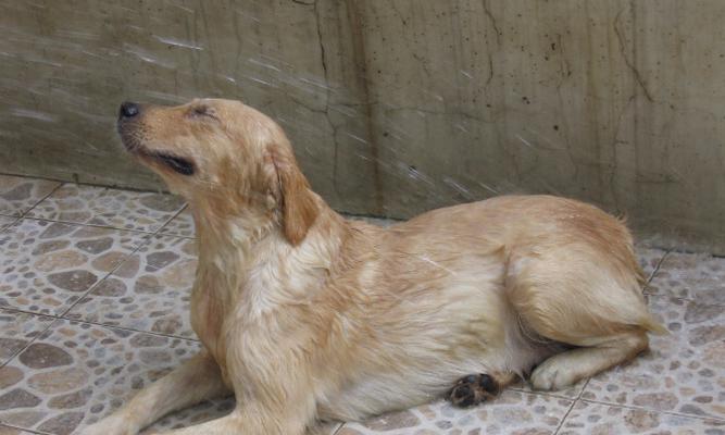 金毛不吃东西呕吐的常见原因及解决方法(图2)