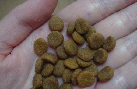 金毛不吃东西呕吐的常见原因及解决方法(图3)