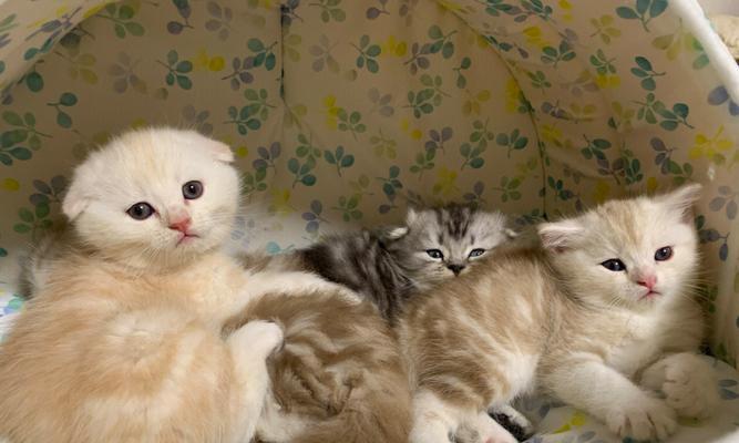 刚满月小猫饮食指南：营养与喂养注意事项(图2)