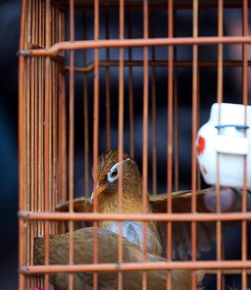 画眉鸟毛色变异与人工繁殖遗传规律(图2)