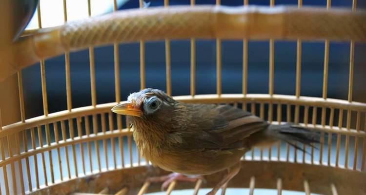 画眉鸟毛色变异与人工繁殖遗传规律(图3)