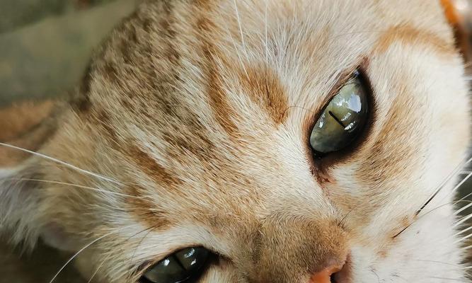 流浪猫品种解析与保护指南(图3)