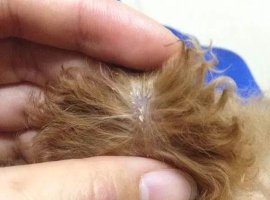 小泰迪肚子里有虫子的原因及防治方法(图2)