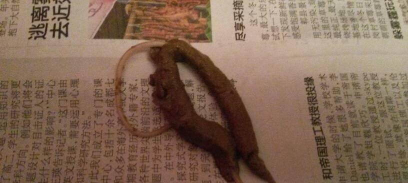 小泰迪肚子里有虫子的原因及防治方法