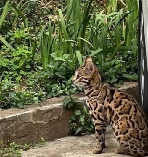 流浪猫品种解析与保护指南(图2)