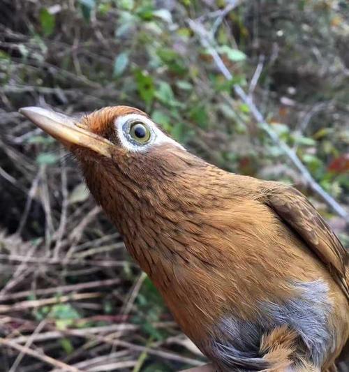 画眉鸟毛色变异与人工繁殖遗传规律