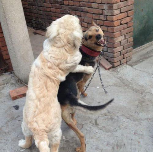 金毛配种危害及保护措施(图3)