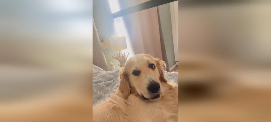 金毛配种危害及保护措施(图2)