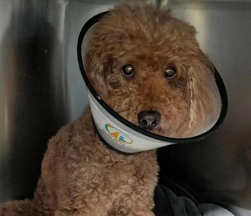 狗胰腺炎饮食治疗指南