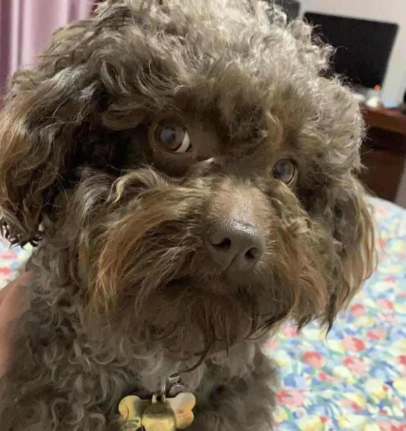 狗胰腺炎饮食治疗指南(图2)