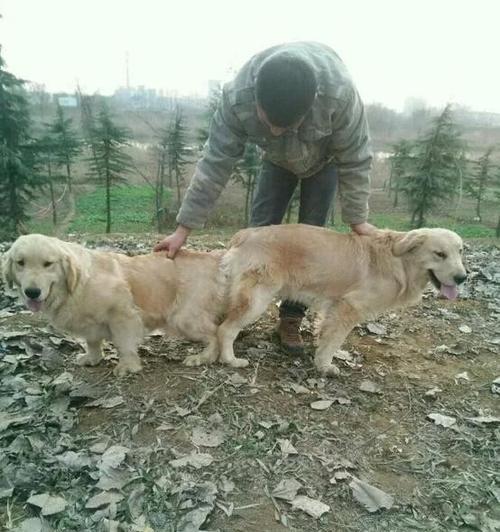 金毛配种危害及保护措施