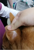 克维舒抗菌治疗犬跳蚤过敏性皮炎成功案例(图4)