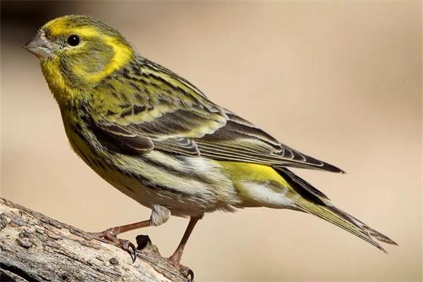 如何挑选优质鸟饲料(图2)