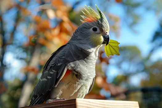 鹦鹉单眼伤风症状与治疗指南