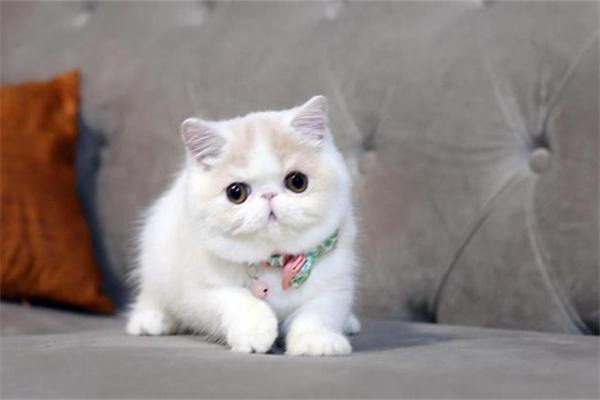 猫咪耳朵发热是否正常？原因及判断方法(图2)