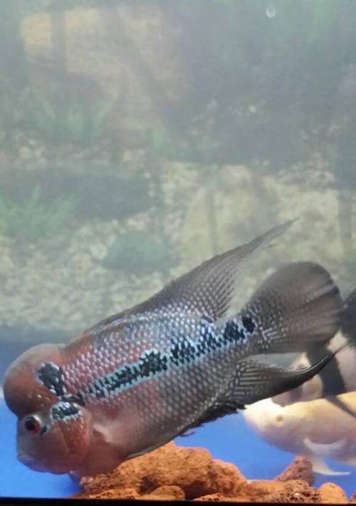 小罗汉吃食死亡原因解析