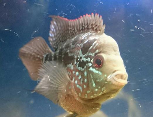 小罗汉吃食死亡原因解析(图3)