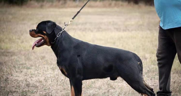 罗威纳犬产后饮食指南 营养均衡恢复关键(图2)